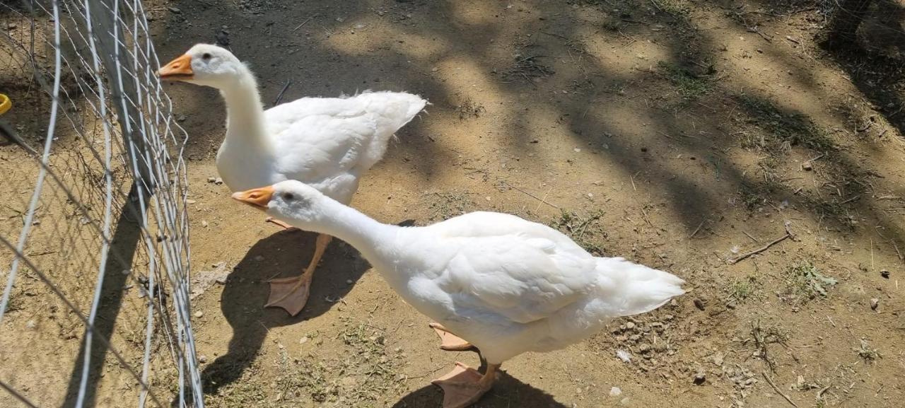 Agriturismo I Millepini Case Malva المظهر الخارجي الصورة