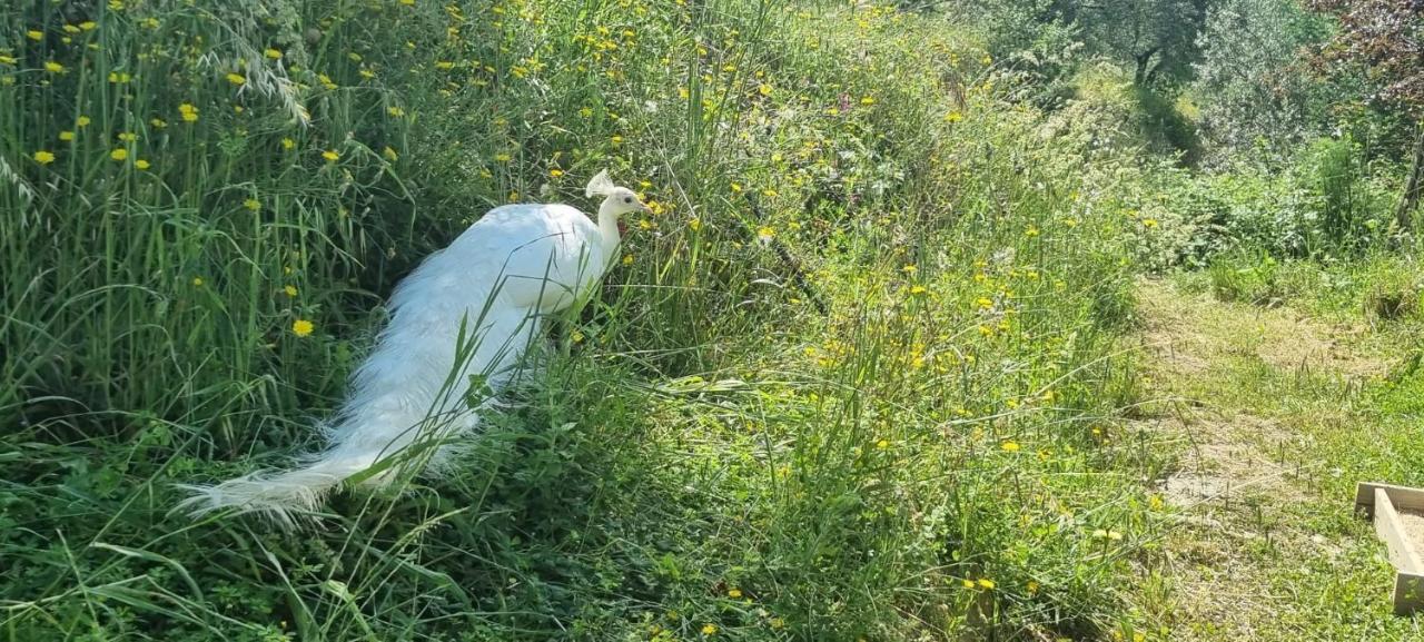 Agriturismo I Millepini Case Malva المظهر الخارجي الصورة